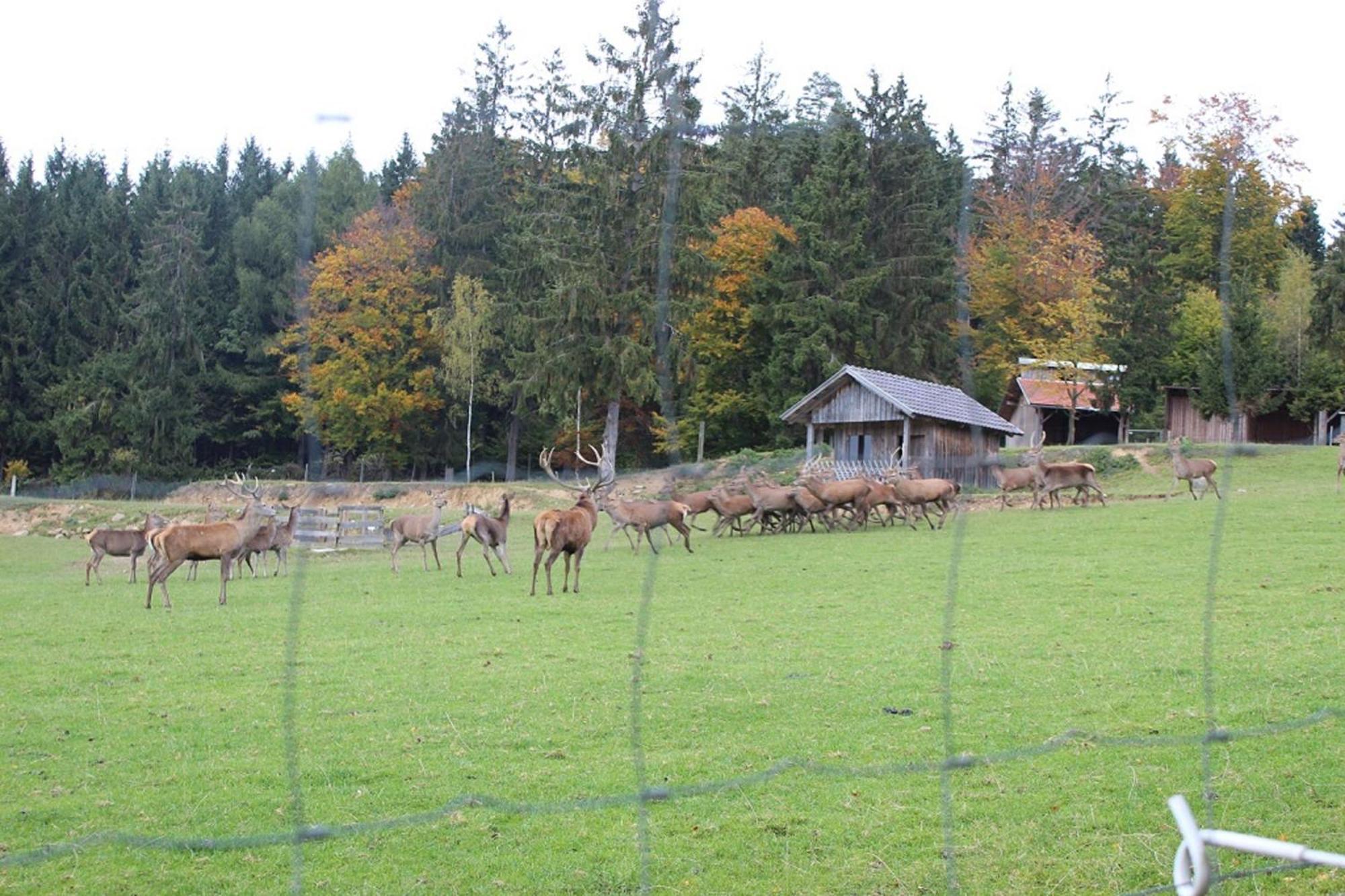 Gasthaus Zur Waldesruh Waffenbrunn Extérieur photo